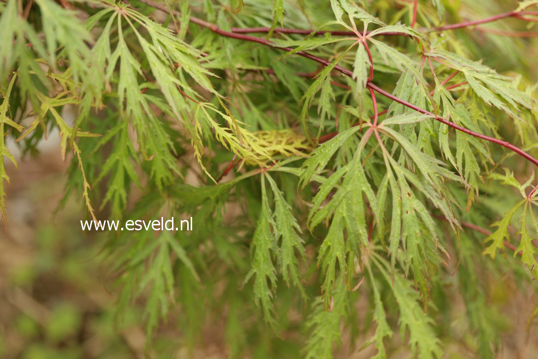Acer palmatum 'Yamato-shidare'