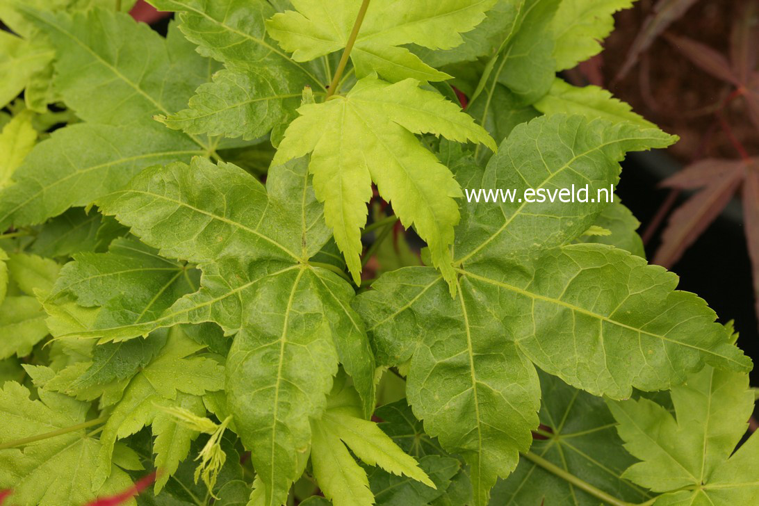 Acer palmatum 'Ukon' (38159)