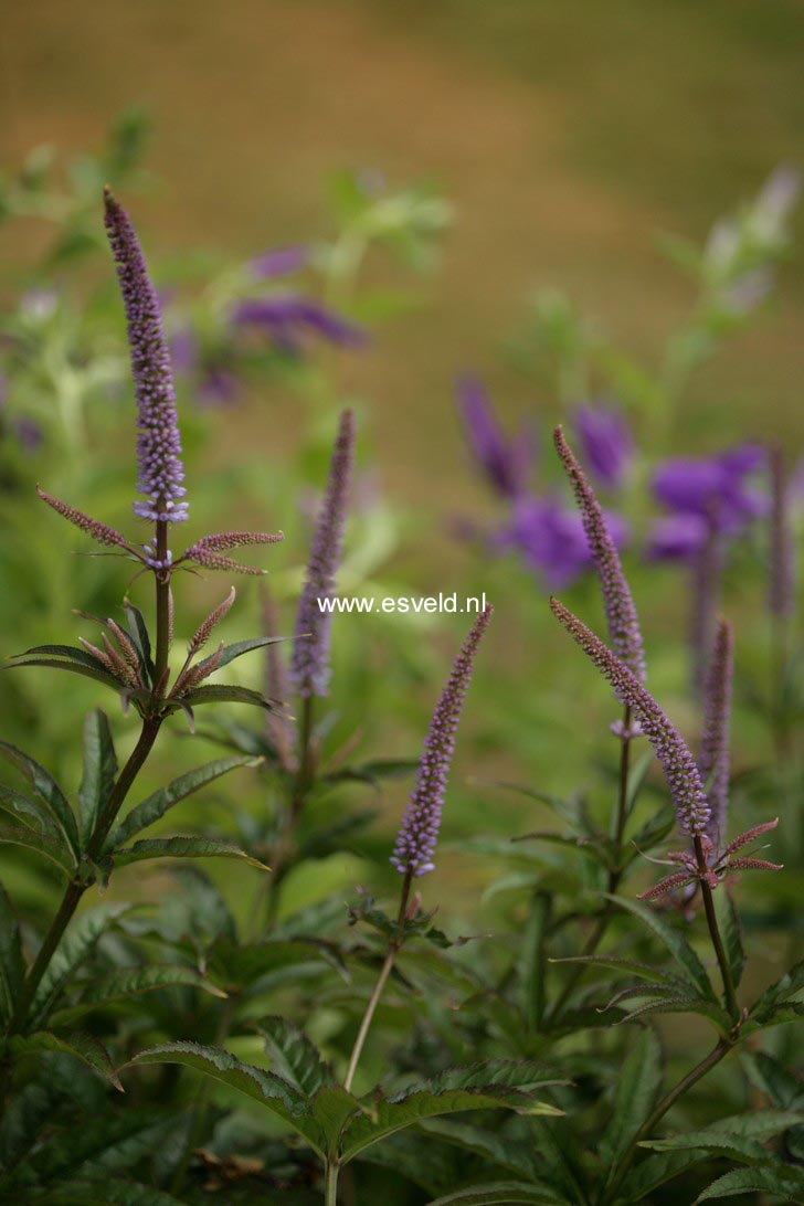Veronicastrum virginicum 'Cupid' (38600)