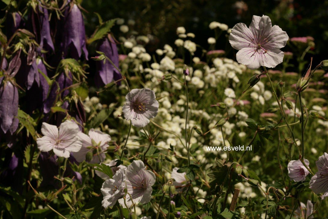 Geranium himalayense 'Derrick Cook'
