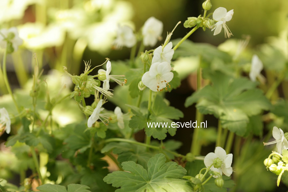 Geranium macrorrhizum 'White Ness'