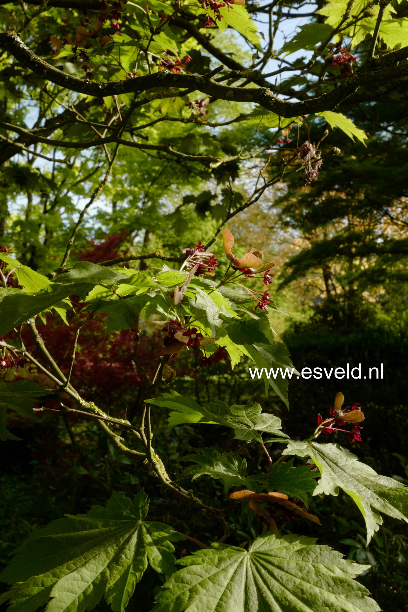 Acer japonicum 'Vitifolium'