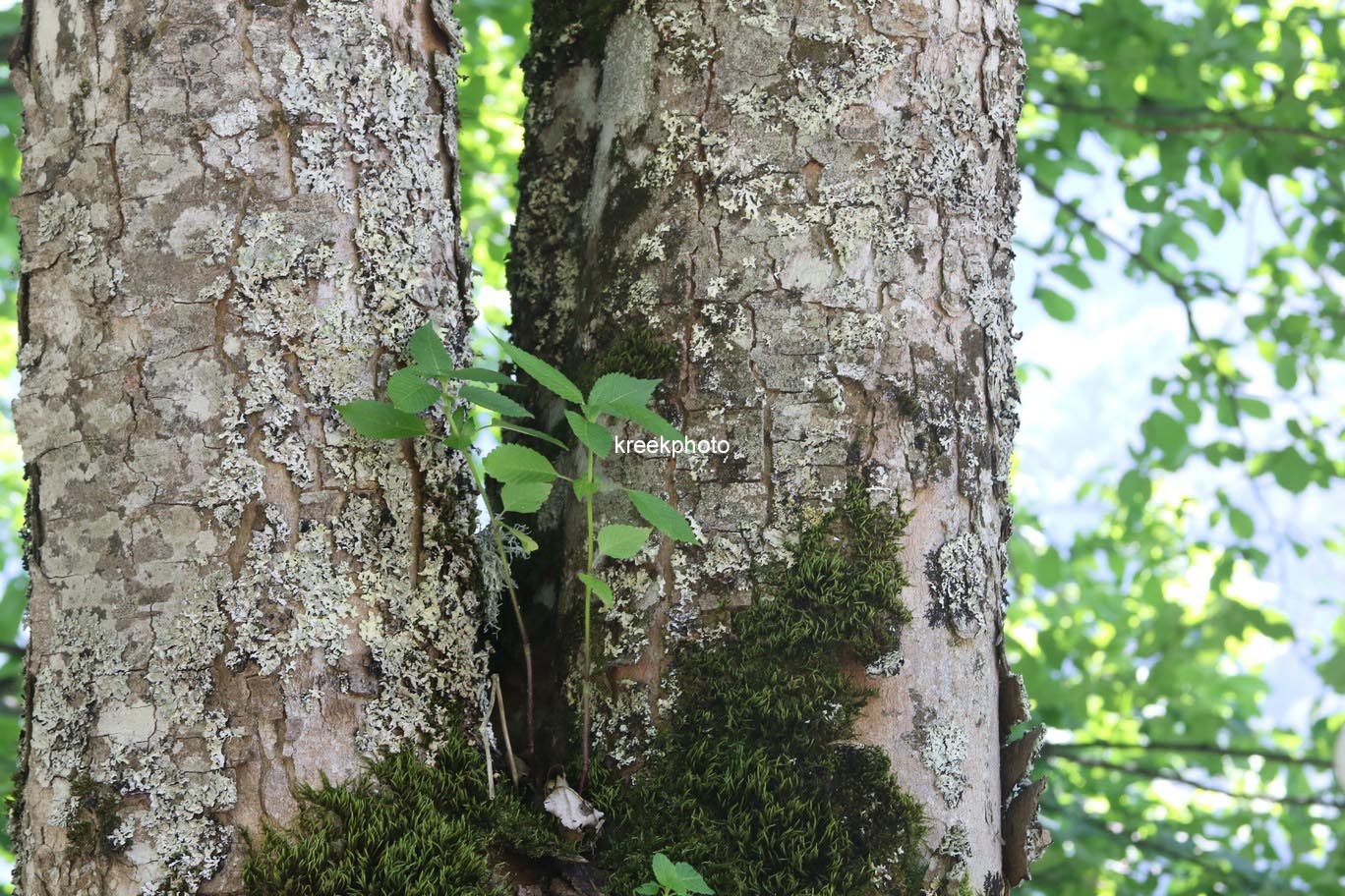 Acer opalus