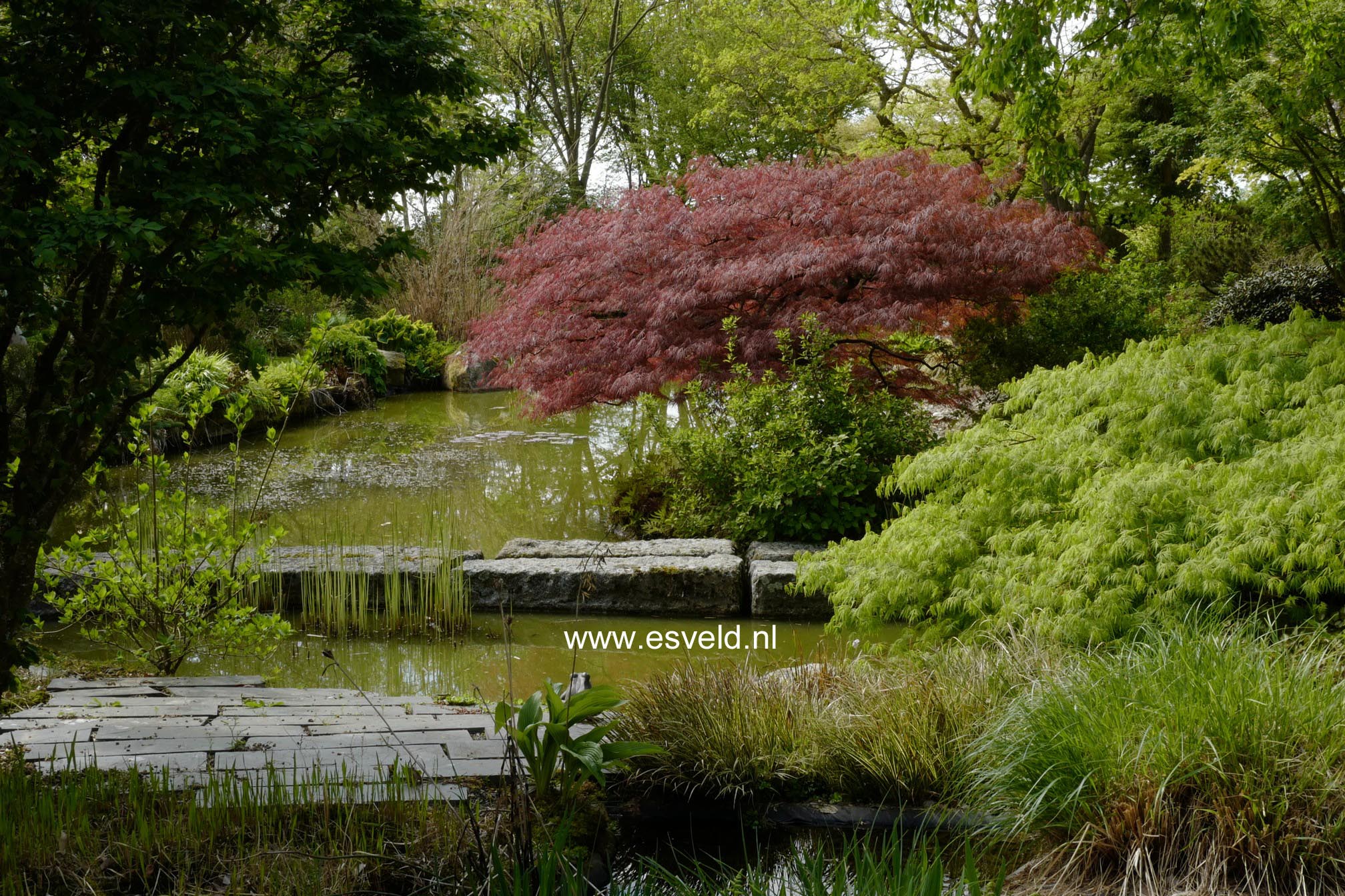 Acer palmatum 'Garnet'