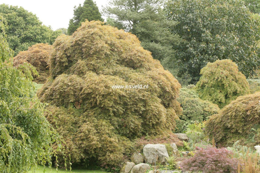 Acer palmatum 'Ornatum'