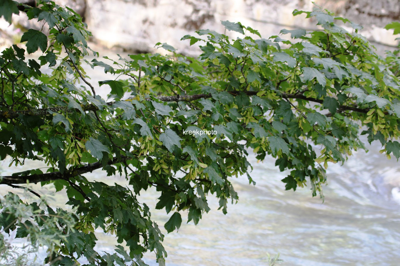 Acer pseudoplatanus