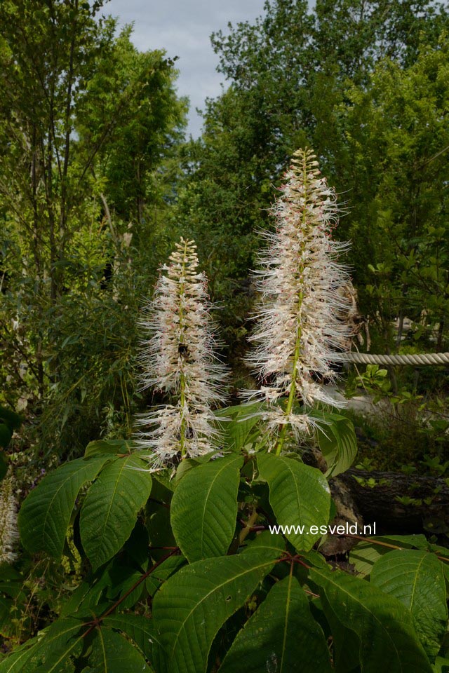 Aesculus parviflora