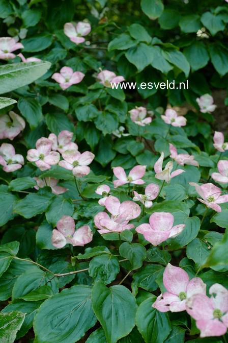 Cornus kousa 'Satomi'