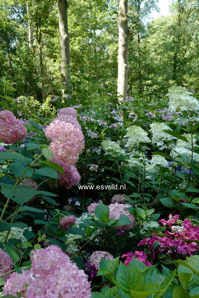 Hydrangea arborescens 'Ncha1' (INVINCIBELLE SPIRIT)