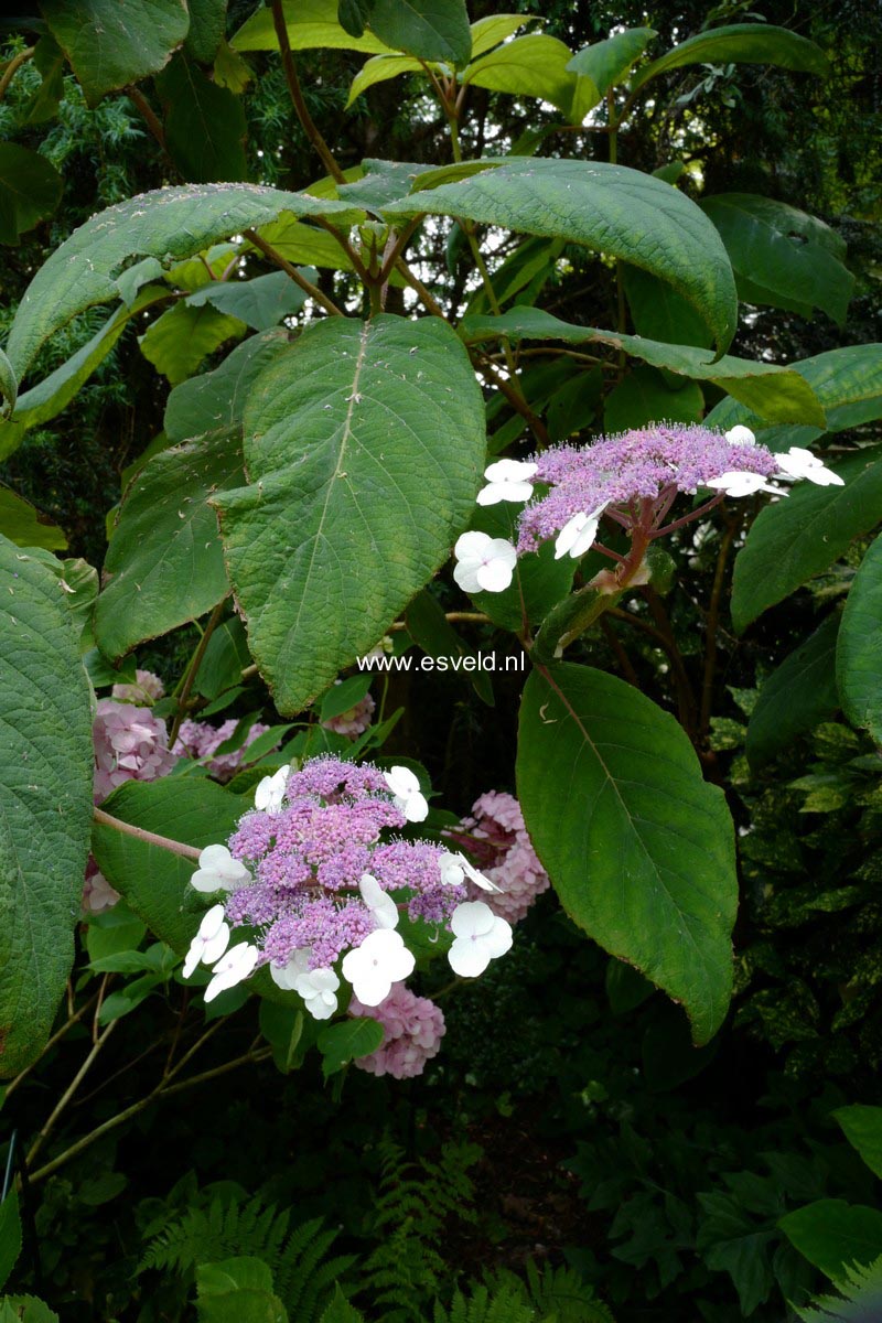 Hydrangea aspera 'Macrophylla'