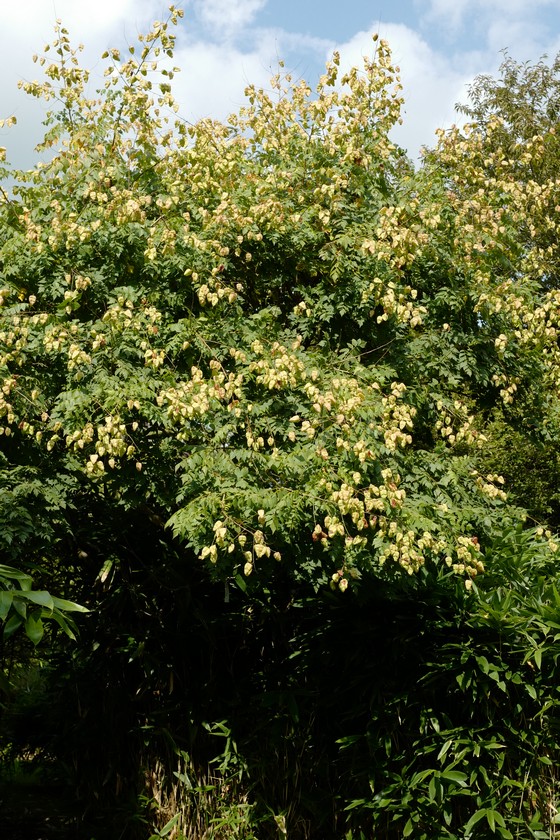 Koelreuteria paniculata