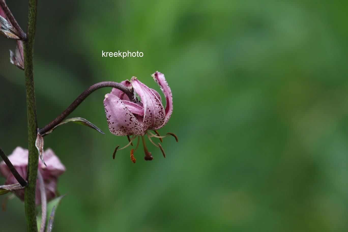 Lilium martagon
