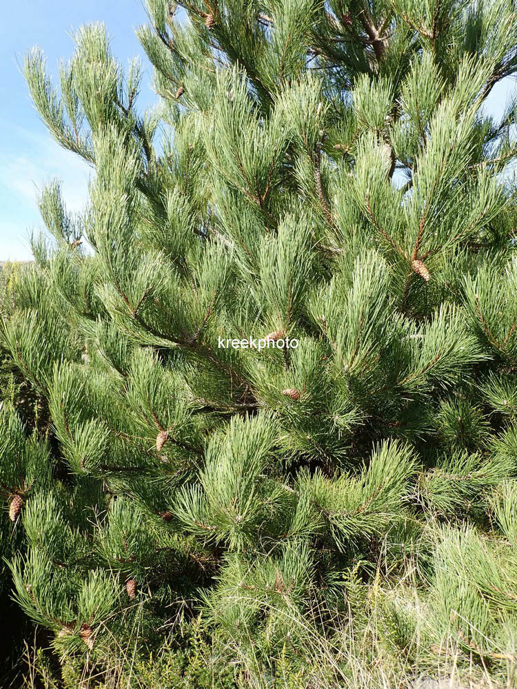 Pinus halepensis