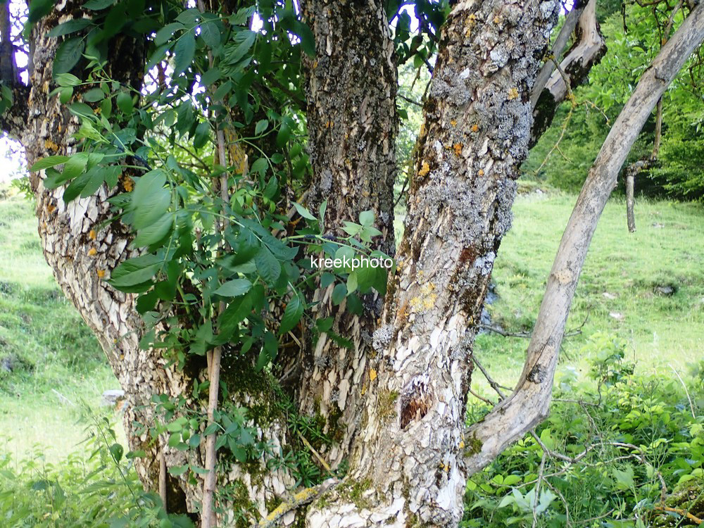 Sambucus nigra