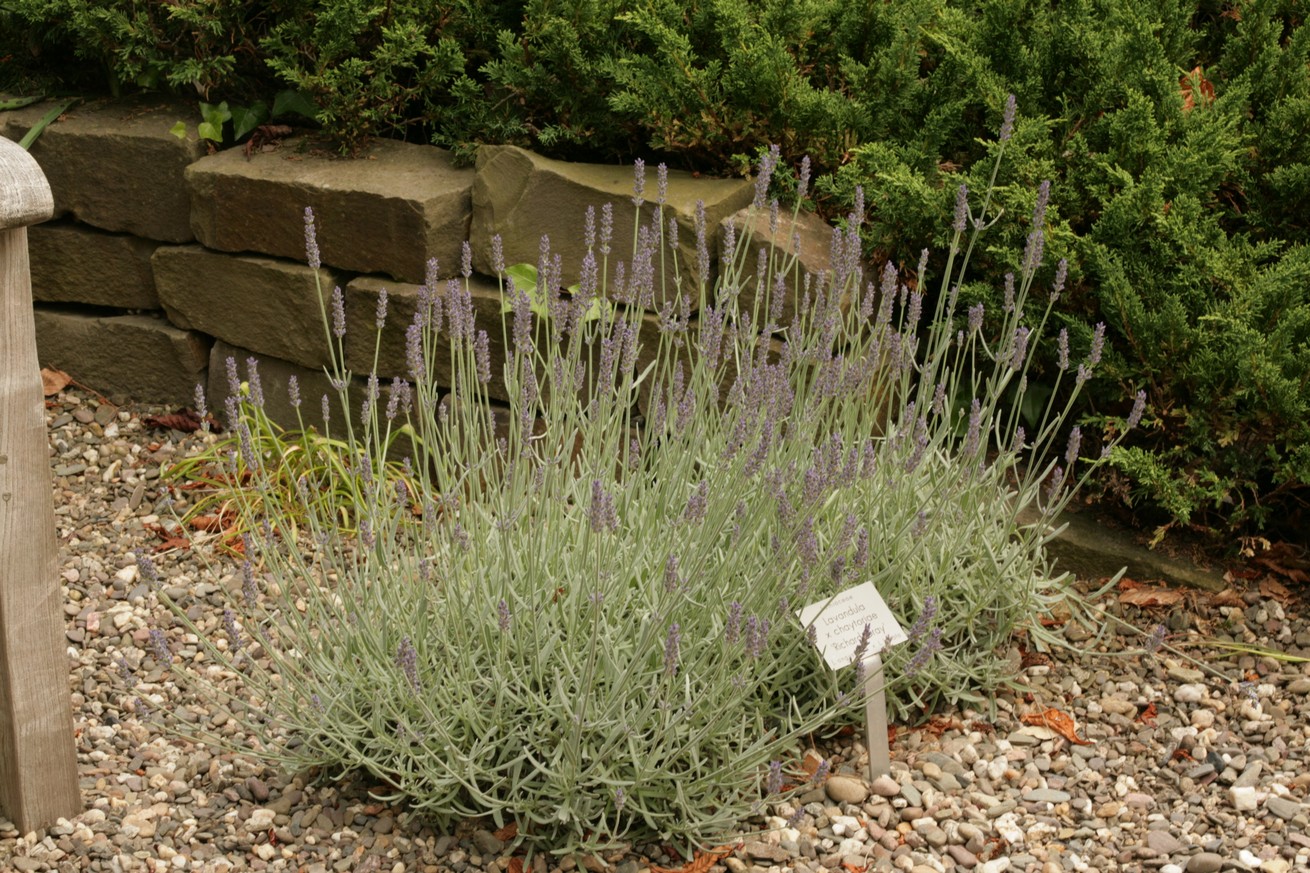 Lavandula 'Richard Gray' (39235)