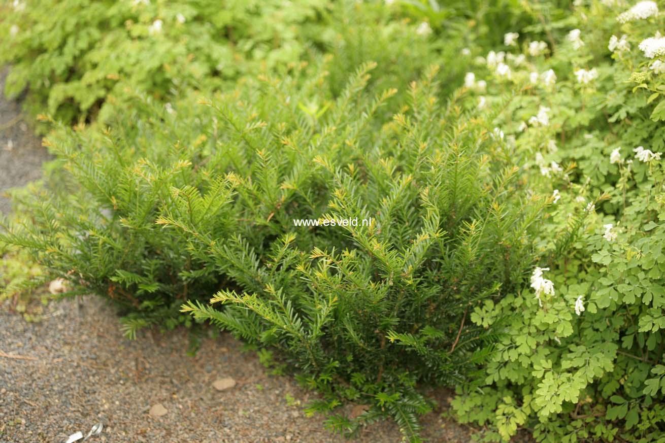 Picture and description of Taxus baccata 'Renke's Kleiner Grner'