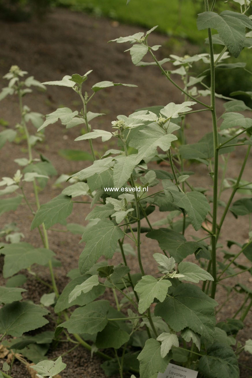 Lavatera 'Silver Barnsley'