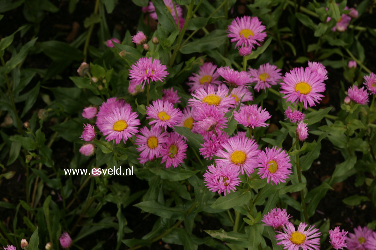Eigon Rosa Picture and description of Erigeron 'Rosa Triumph'
