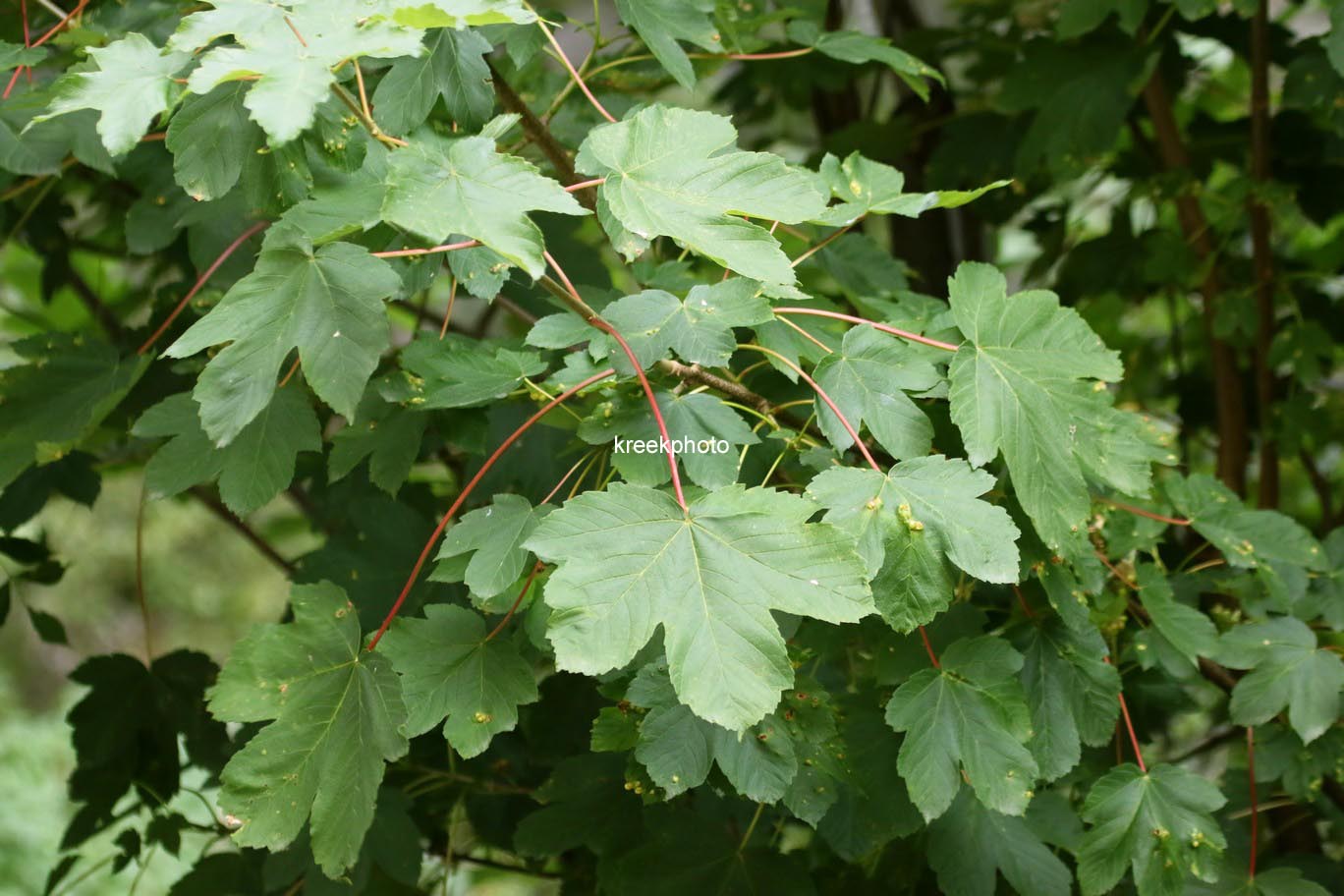 Acer opalus
