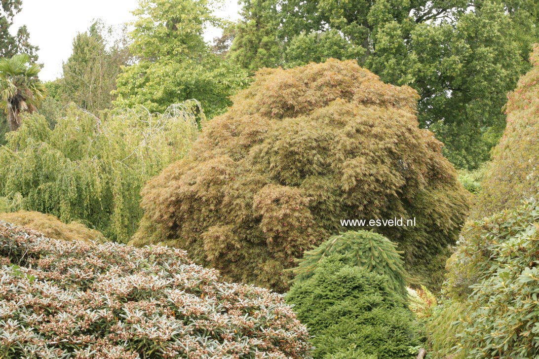 Acer palmatum 'Ornatum'