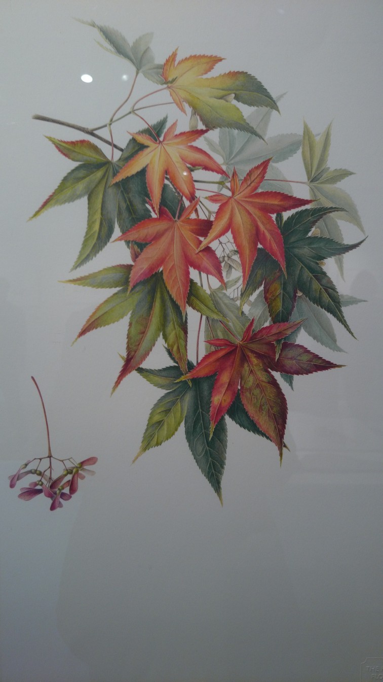 Acer palmatum 'Osakazuki'