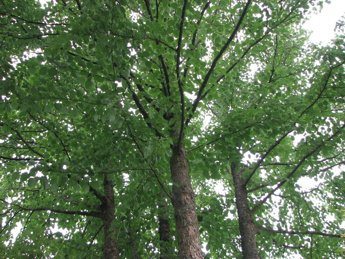 Davidia involucrata