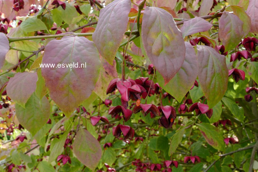 Euonymus planipes