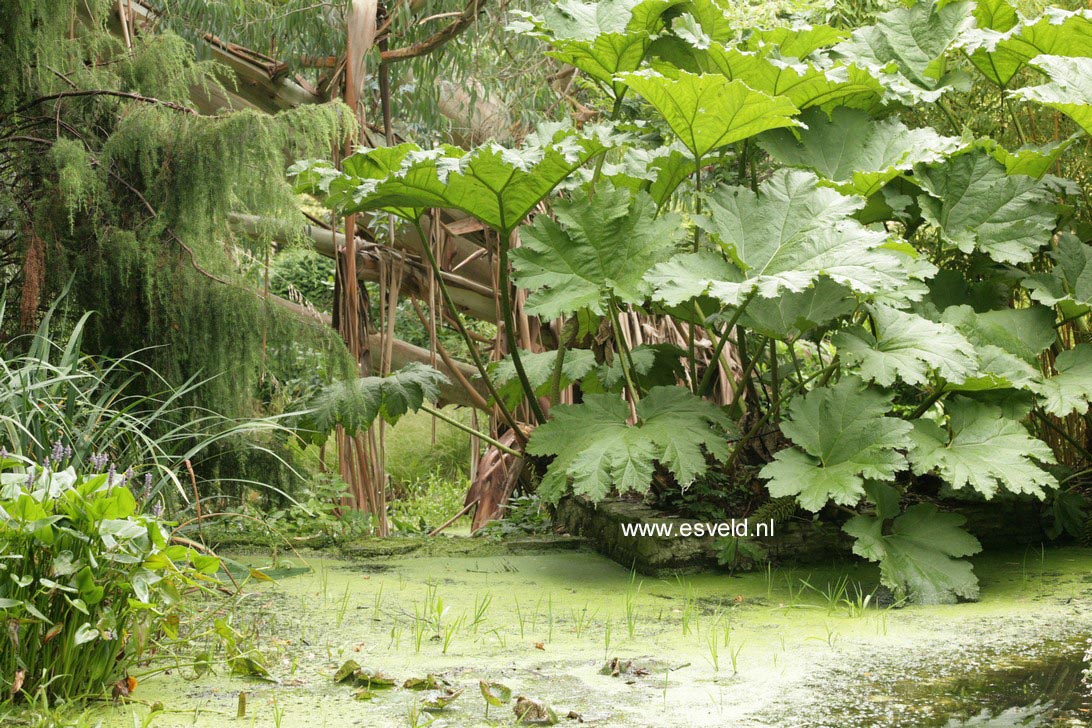 Gunnera manicata