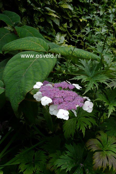 Hydrangea aspera 'Macrophylla'