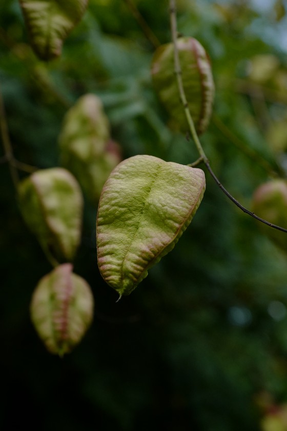 Koelreuteria paniculata