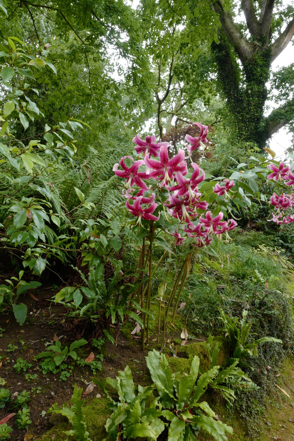 Lilium martagon
