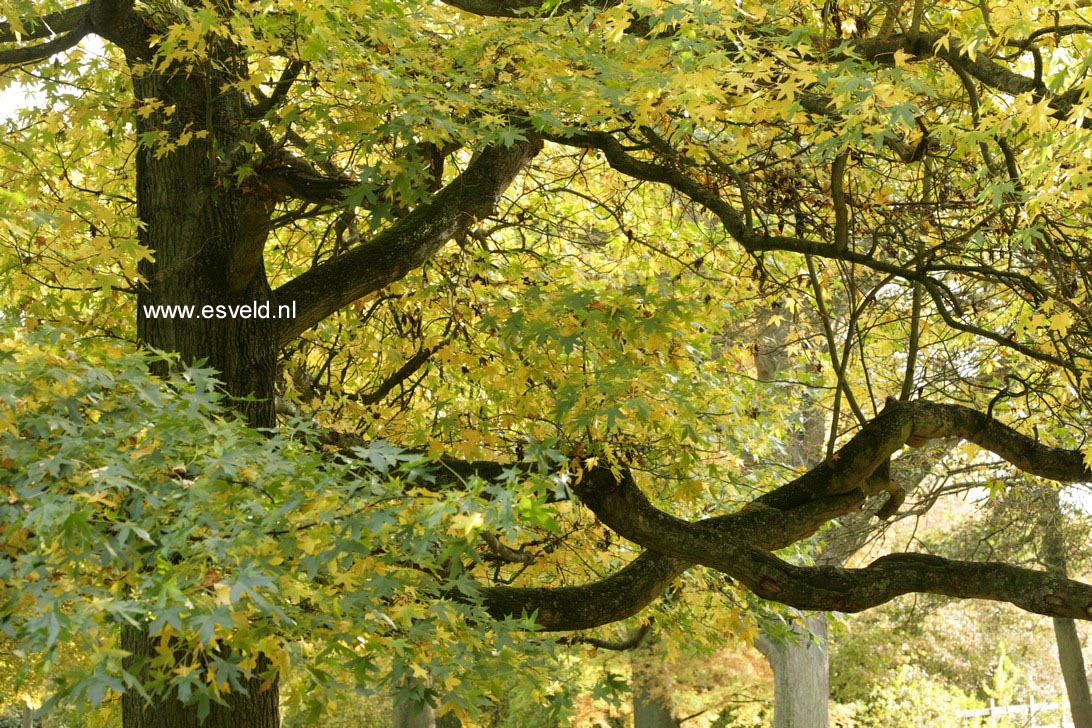 Liquidambar styraciflua