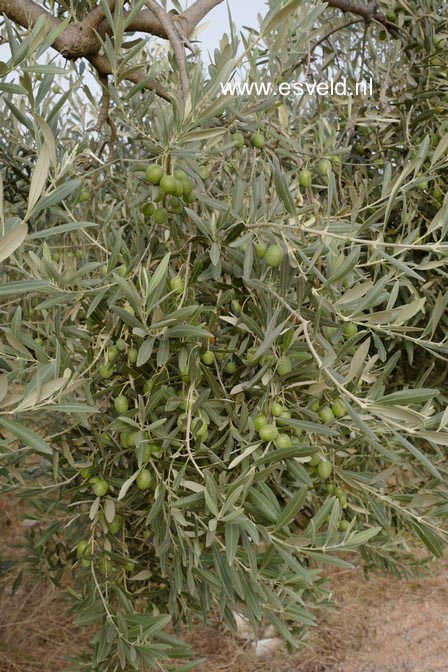 Olea europaea
