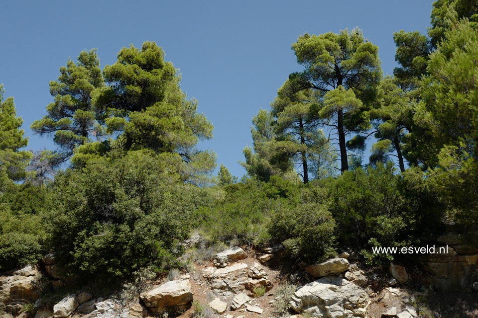 Pinus halepensis