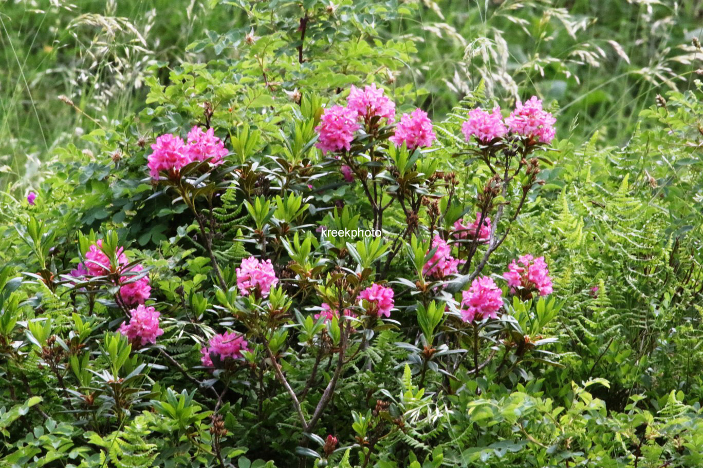 Rhododendron ferrugineum