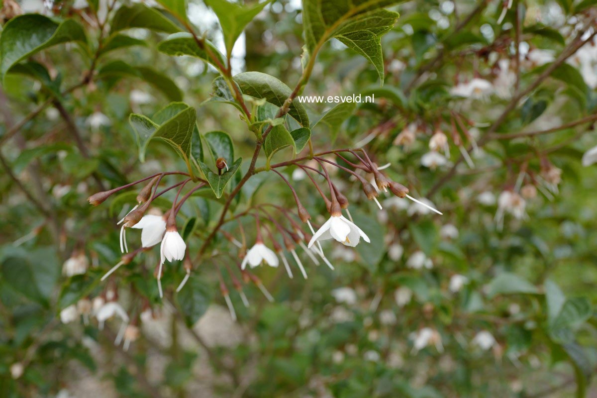 Styrax japonicus