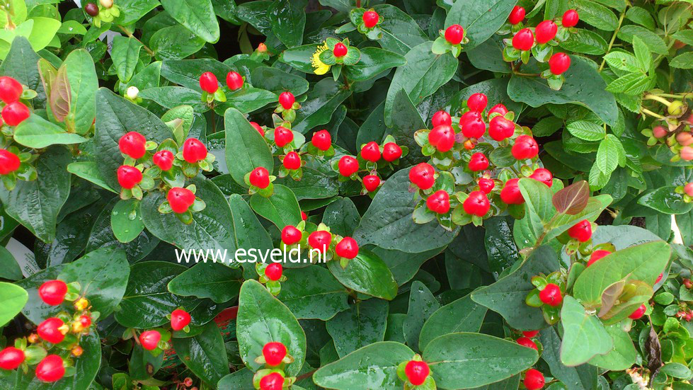 Hypericum inodorum 'Kolmarest' (MAGICAL RED STAR)