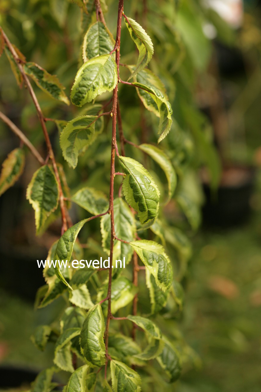 Prunus incisa 'Fpmspl' (FRILLY FROCK)