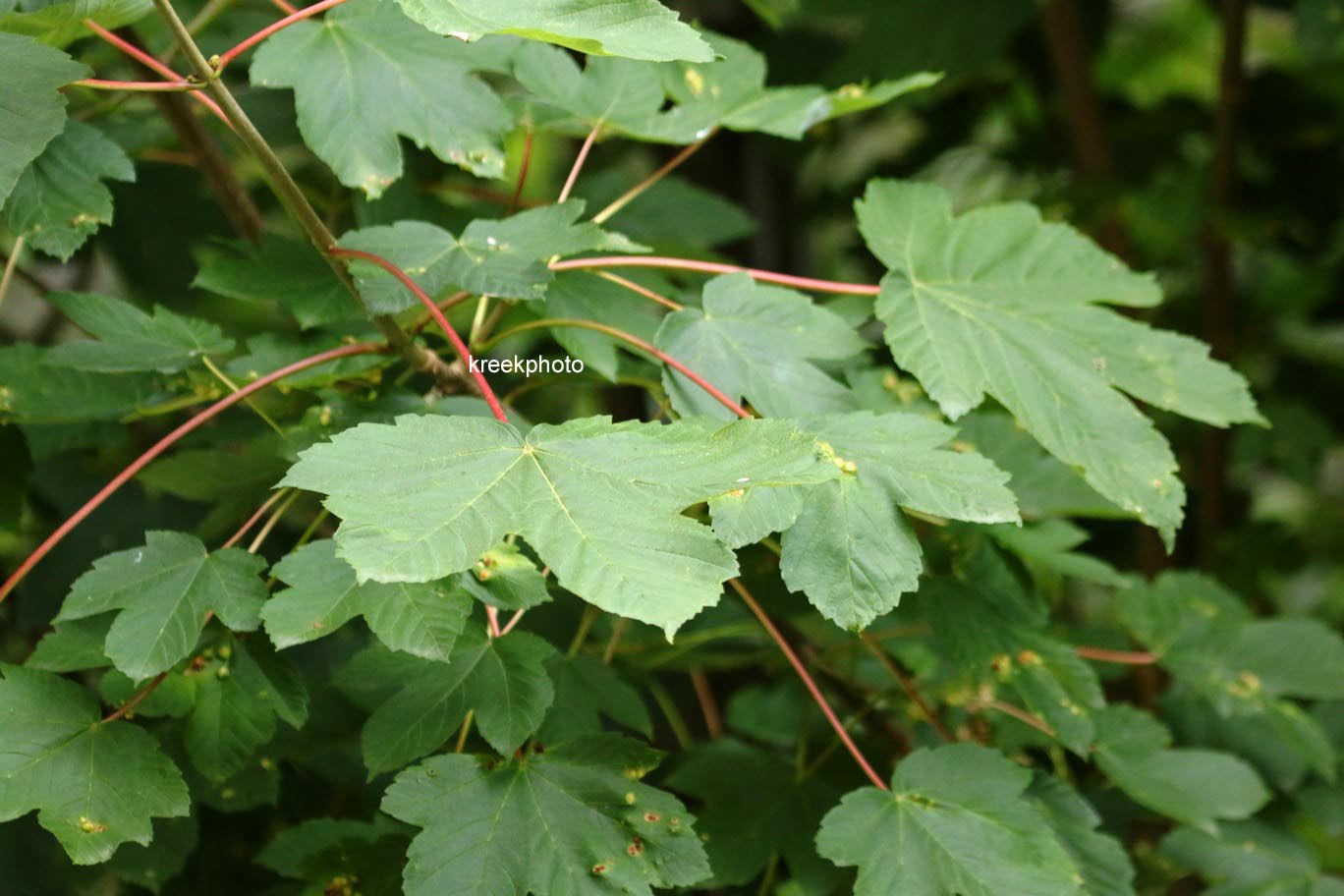 Acer opalus