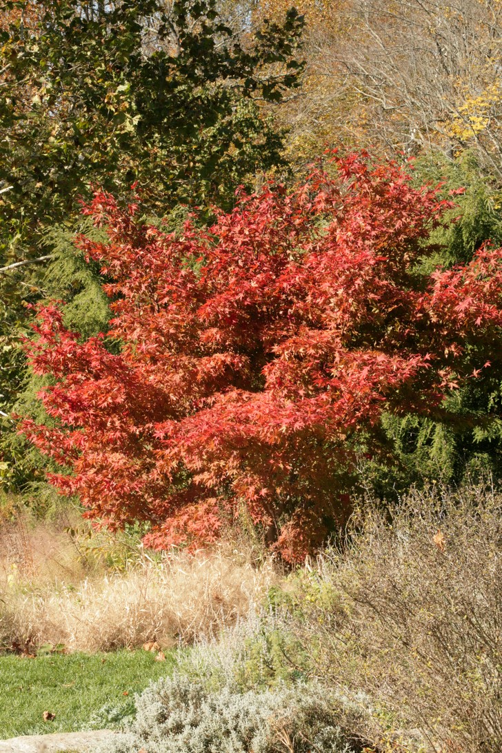 Acer palmatum 'Osakazuki'