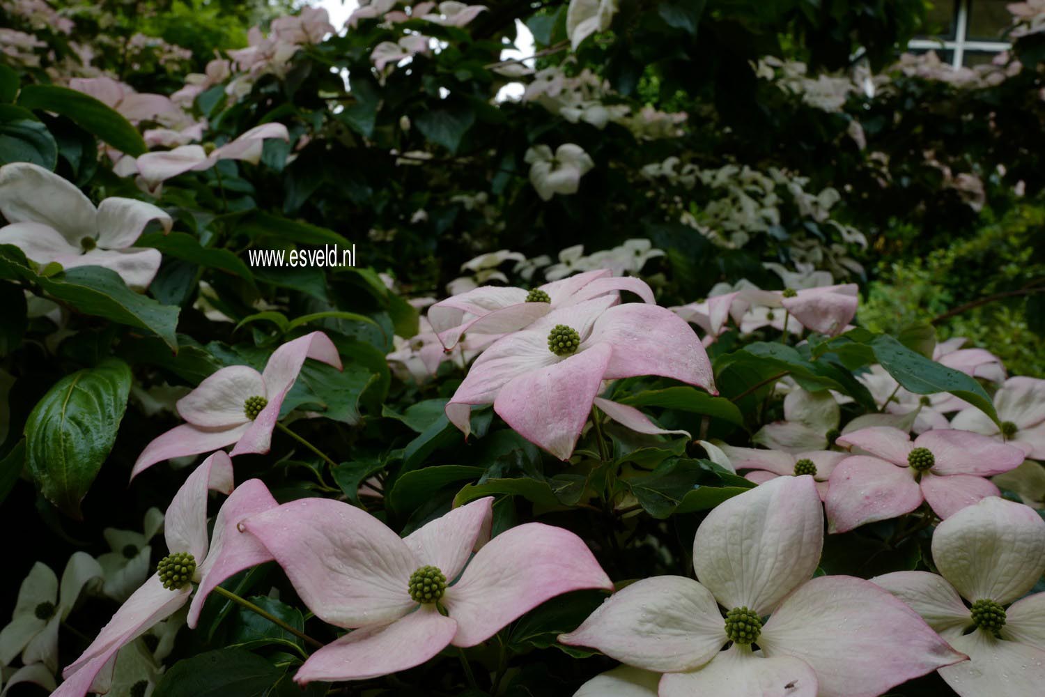 Cornus kousa 'Satomi'