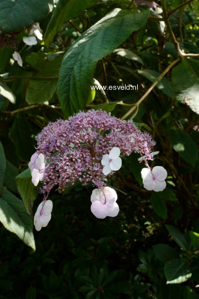 Hydrangea aspera 'Macrophylla'
