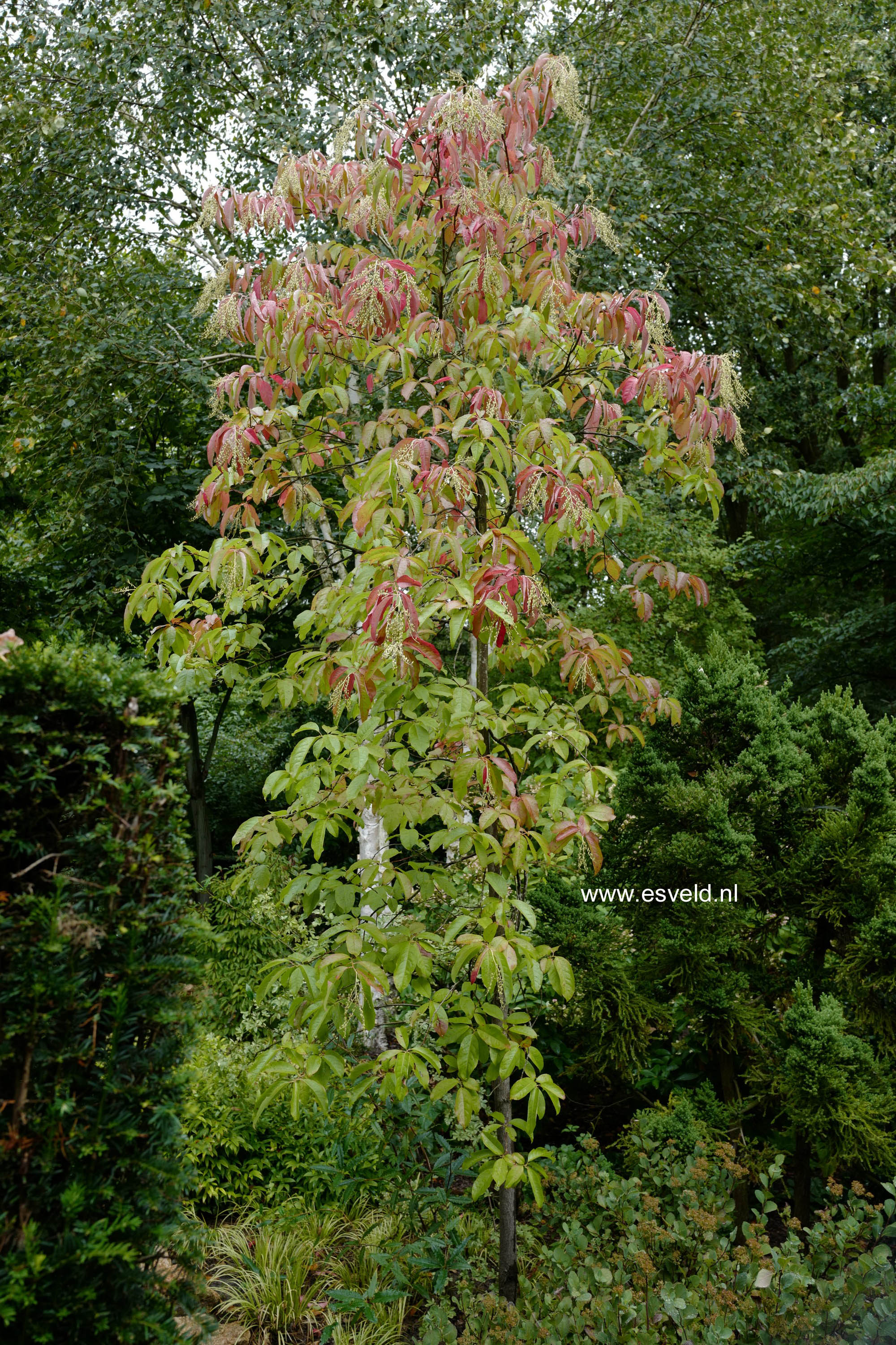 Oxydendrum arboreum