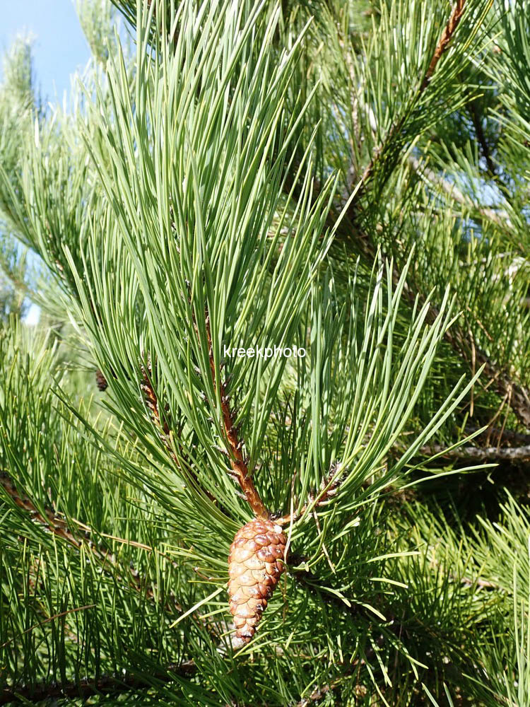 Pinus halepensis