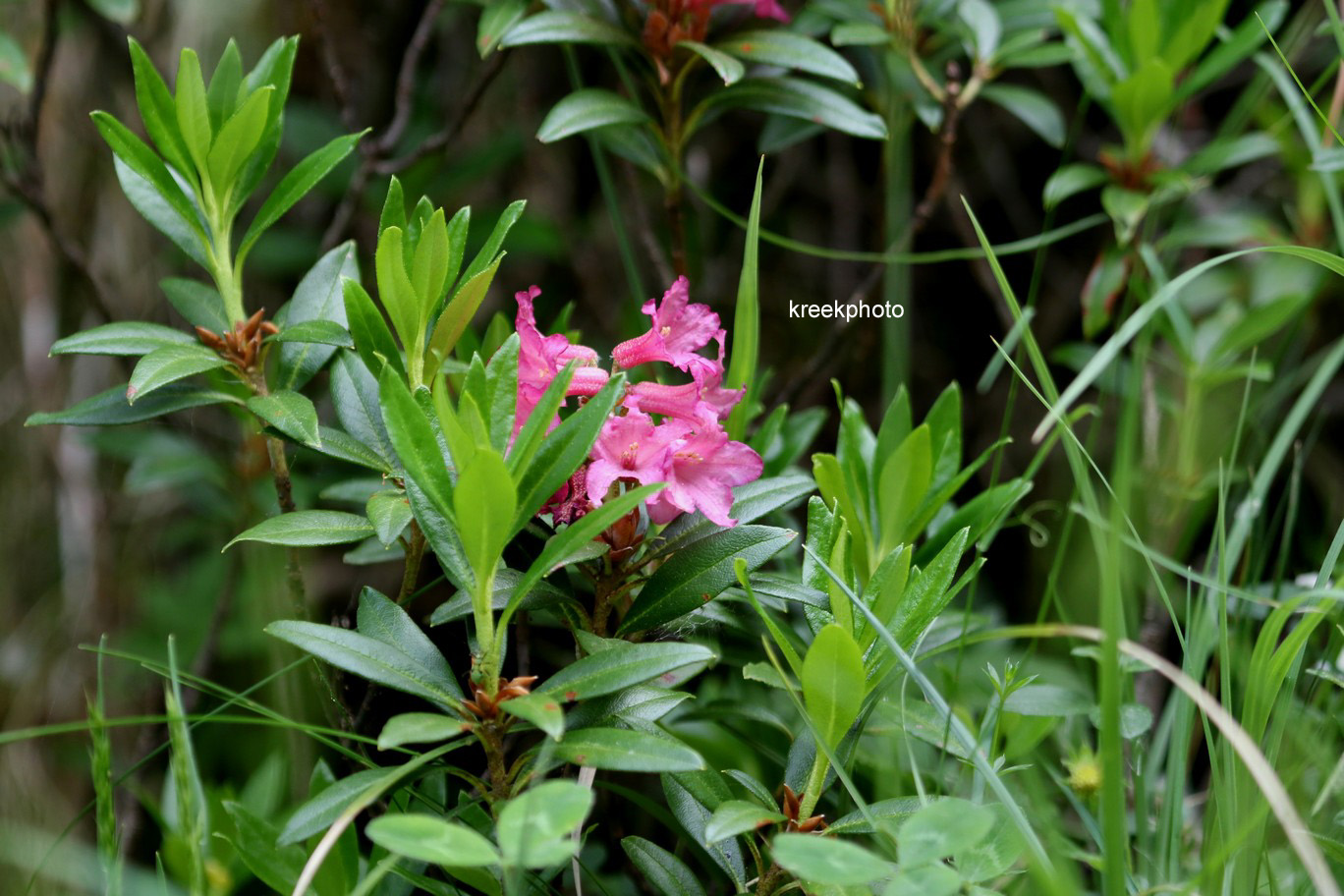 Rhododendron ferrugineum