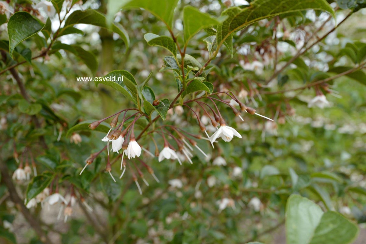 Styrax japonicus