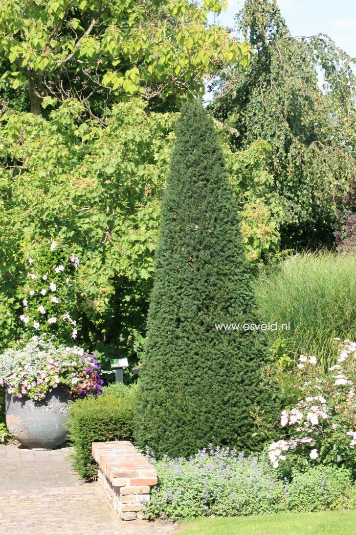 Taxus baccata