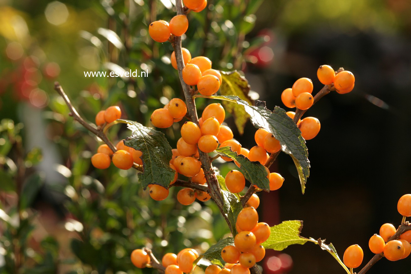 Ilex verticillata f. chrysocarpa