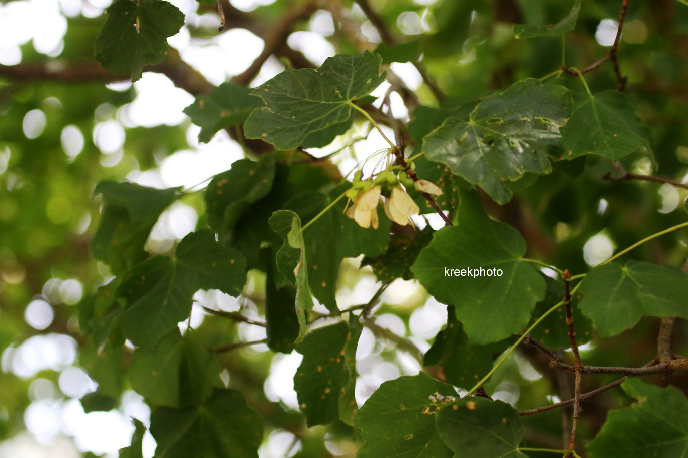 Acer opalus