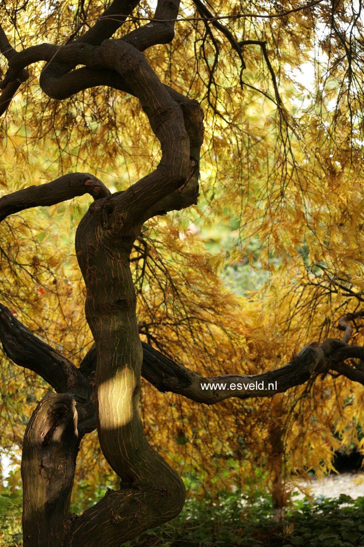 Acer palmatum 'Ornatum'